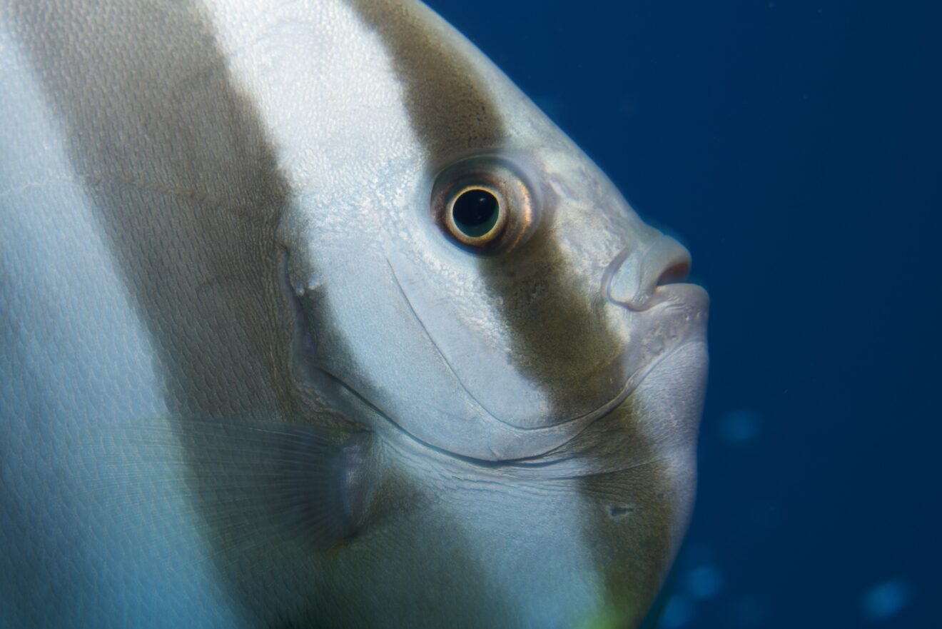 Fledermausfisch