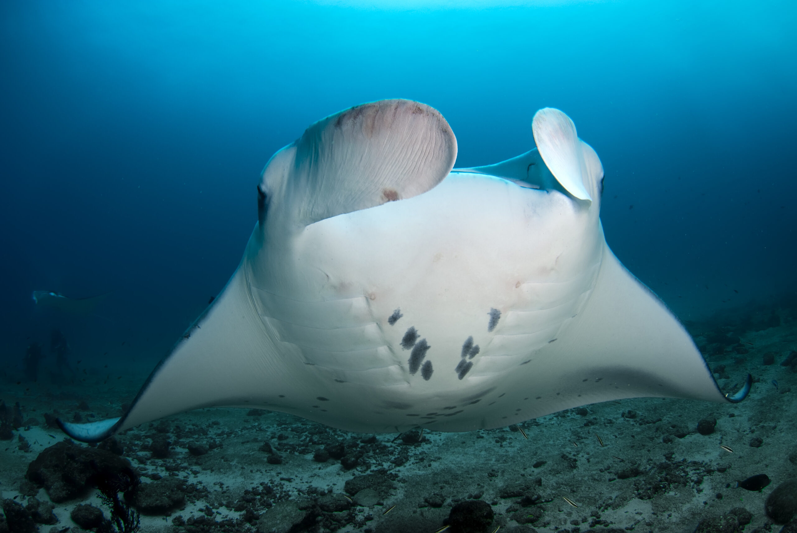 Socorro Tauchreisen.at zu den Mantarochen