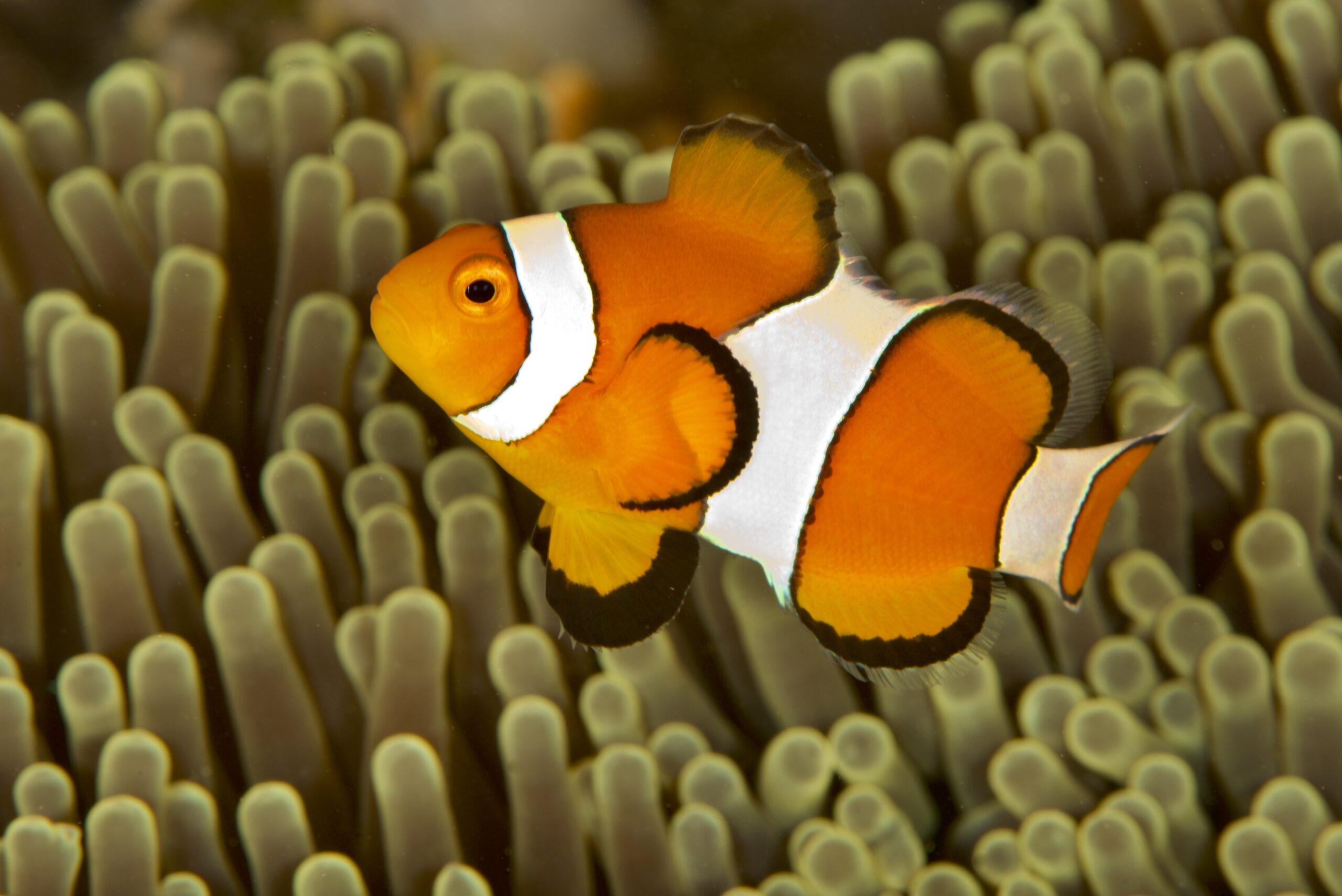 Sea Explorers Ocean Vida Tauchreisen.at