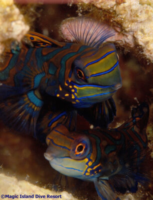 Mandarin Fisch