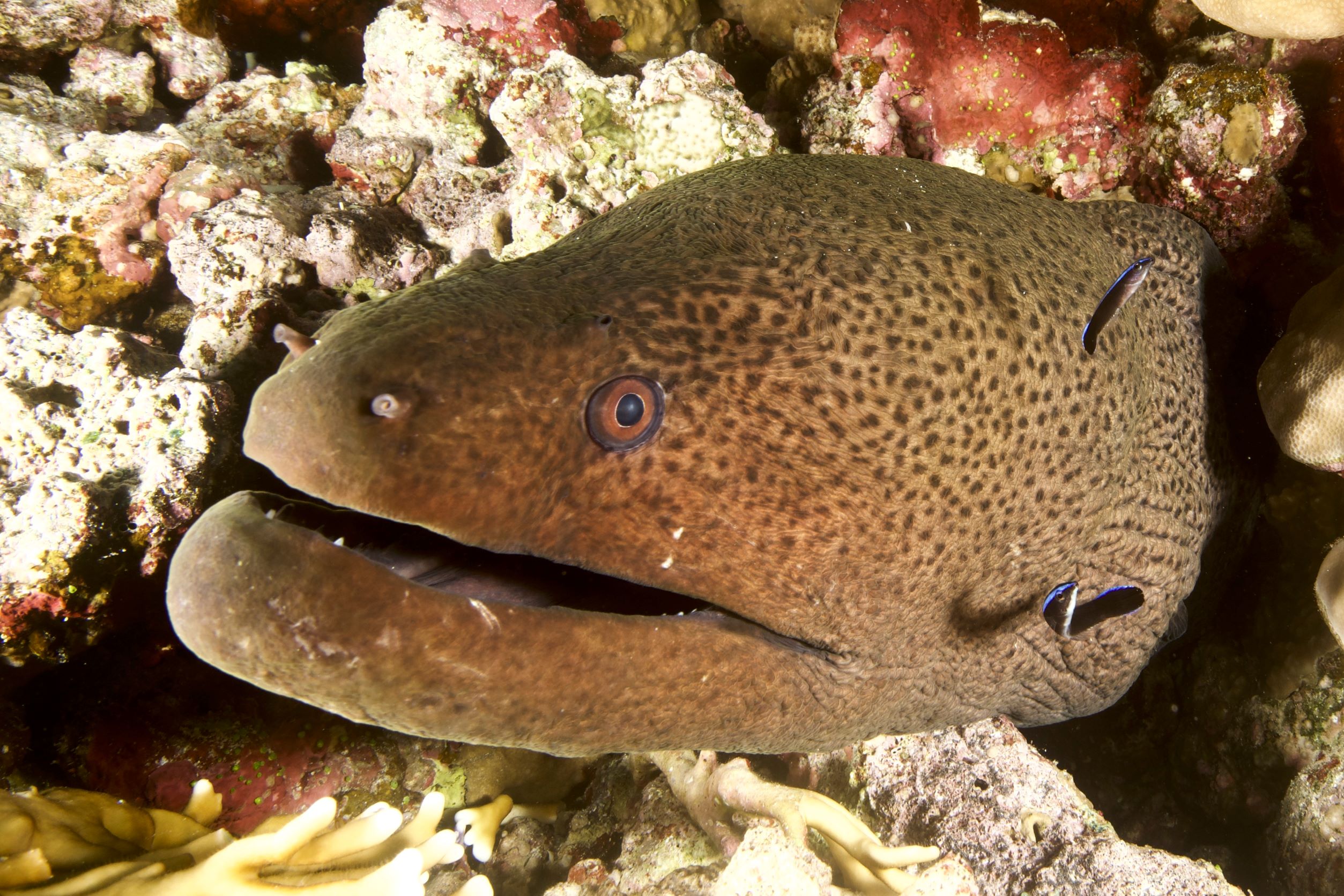 Extra Divers Fayrouz Tauchen im Roten Meer