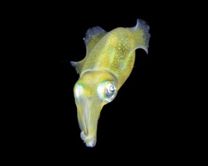 Tintenfisch