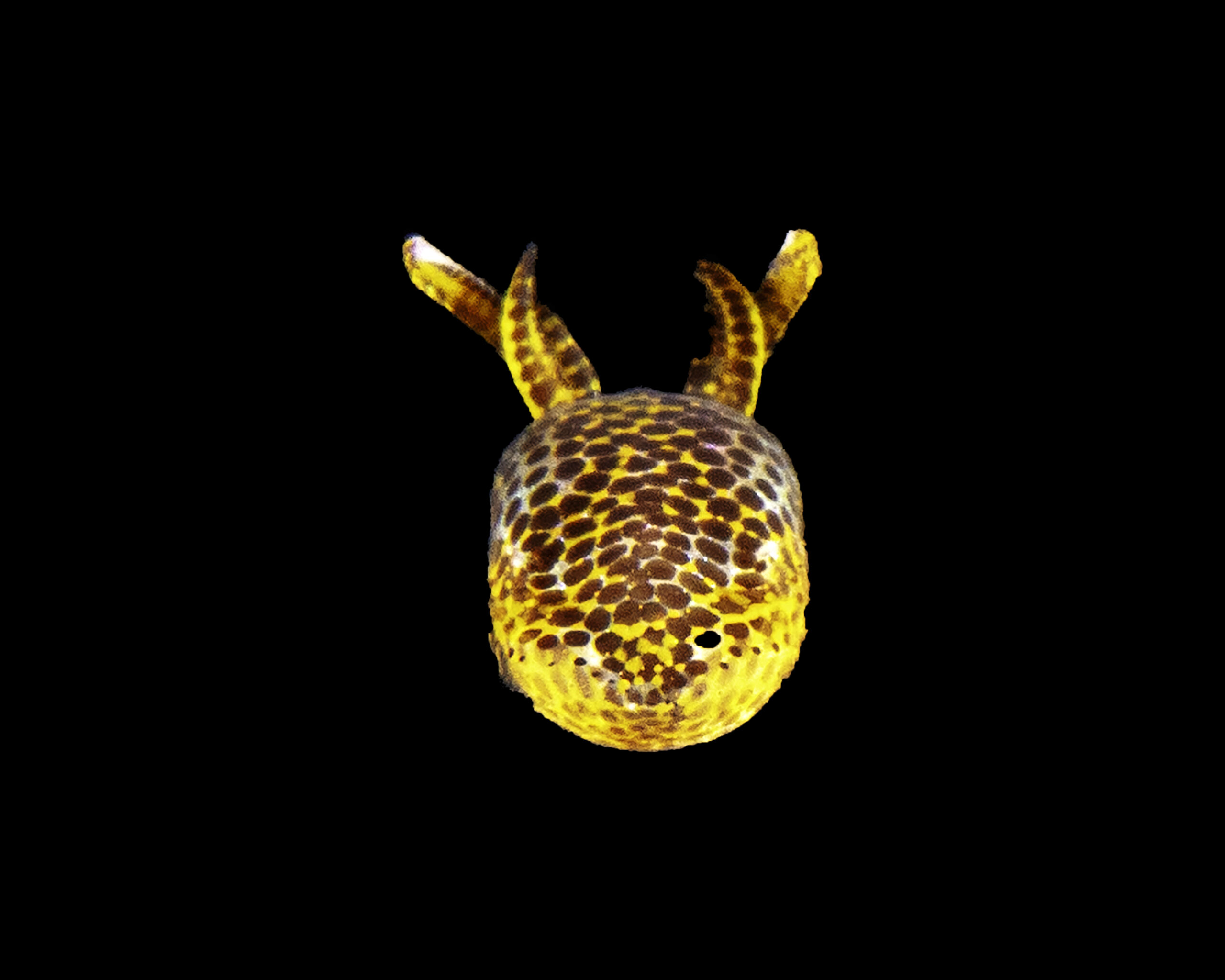 Bobtail Squid