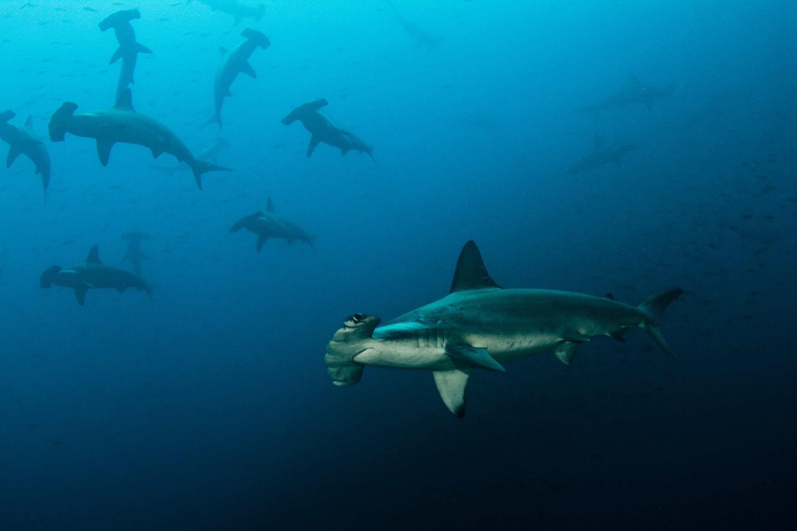 Hammerhead-school-Humboldt-Explorer-Galapagos-Explorer-Ventures-Liveaboard-Diving