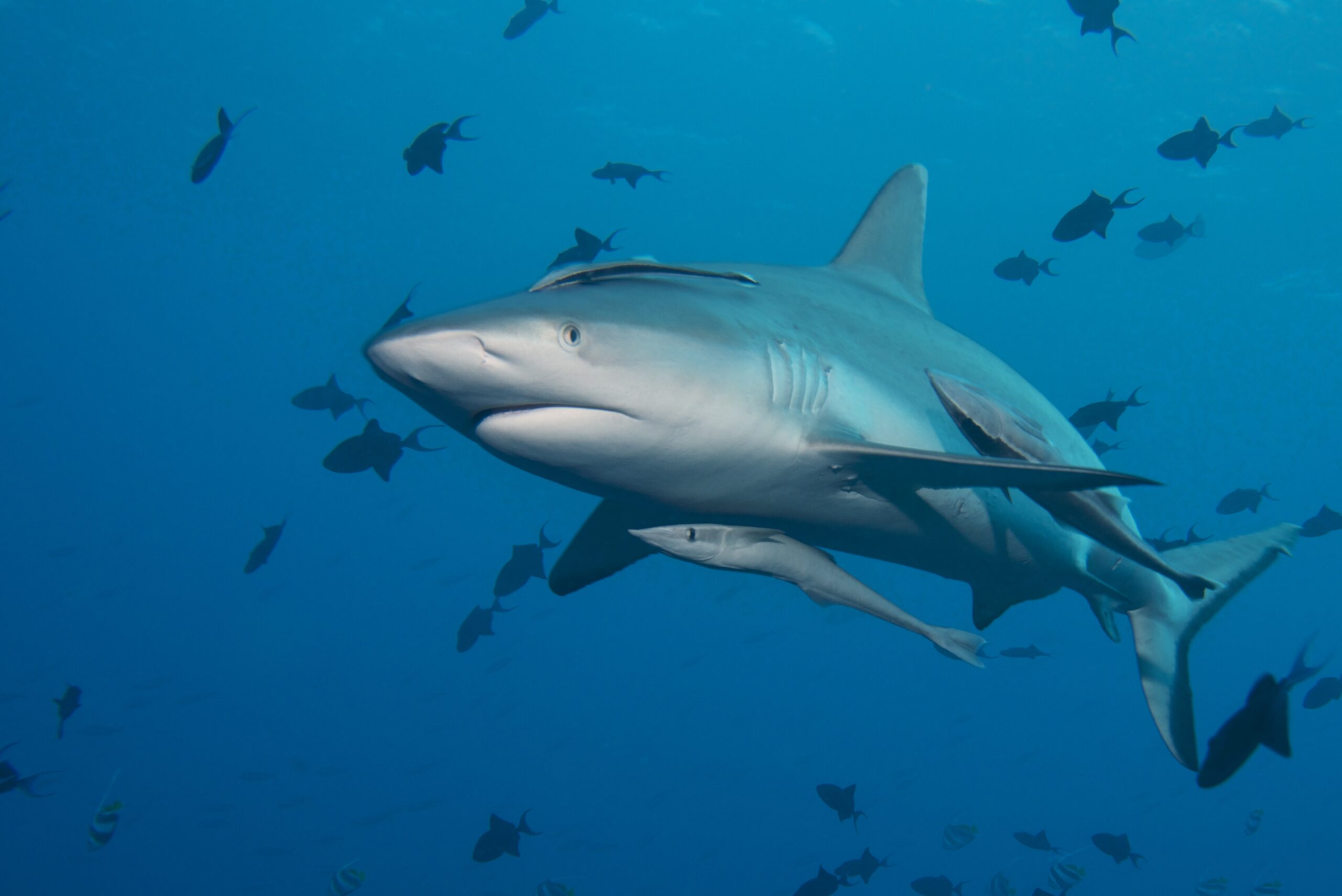 Palau Tauchreisen.at