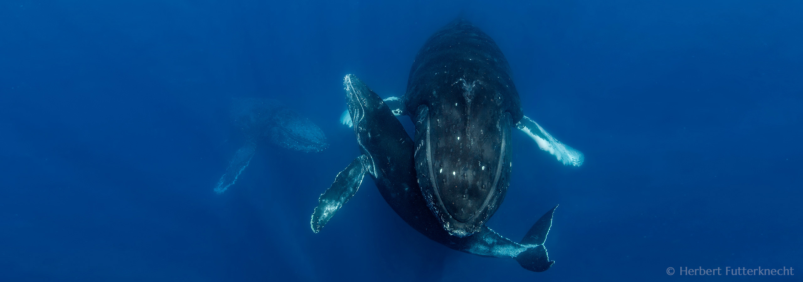 Humpback Love