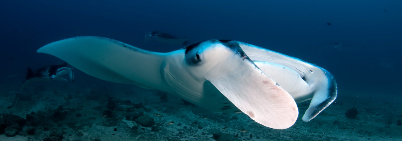 Manta Closeup