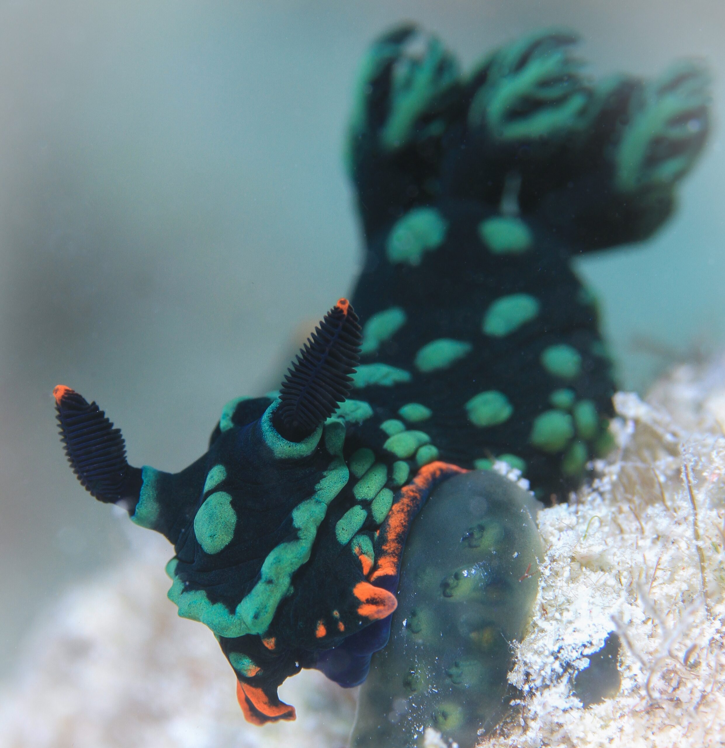 Nembrotha Nudibranch