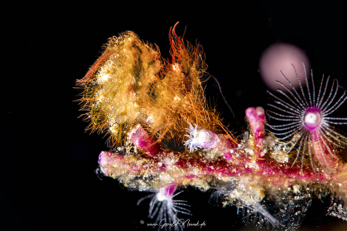 hairy shrimp, invertebrates | Phycocaris simulans