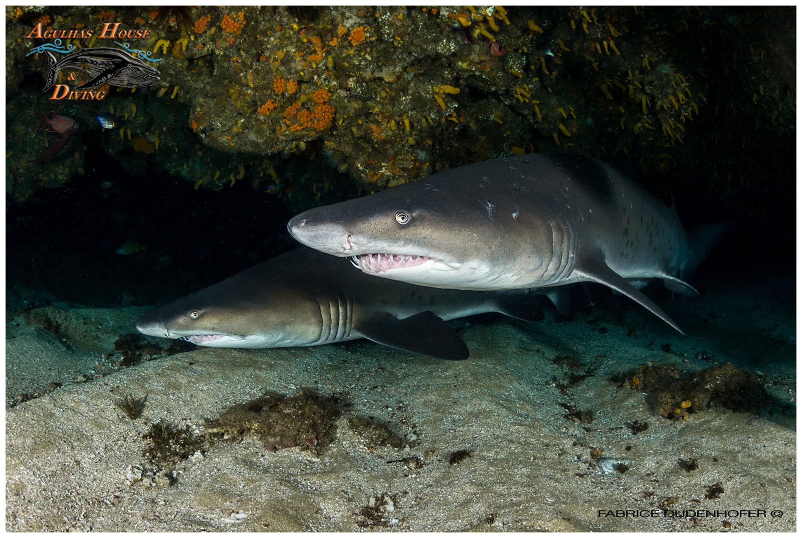 Ragged Tooth Shark Double